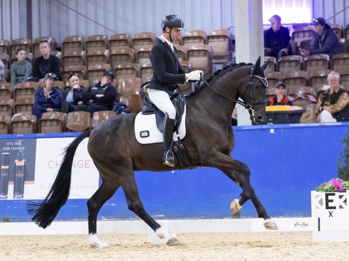 Talented , Quality WB Gelding — photo 3 of 10