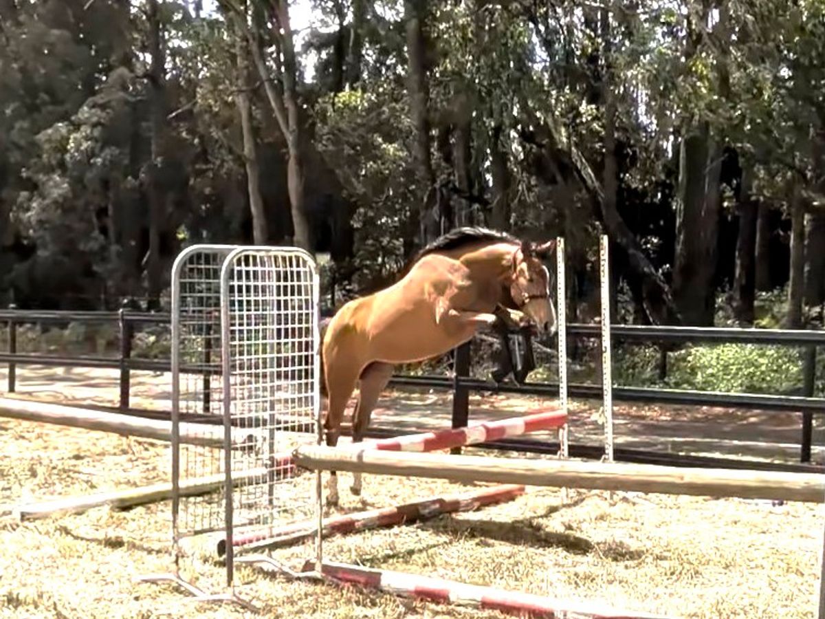 Purpose bred Eventer — photo 2 of 10