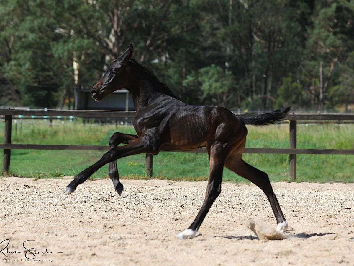 Stunning Jagger x Revolution Filly — photo 3 of 10