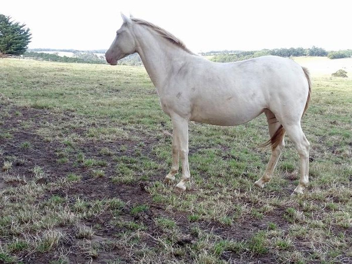 Rare Offering - Cream Pearl mare by imp. PSP sire — photo 2 of 10