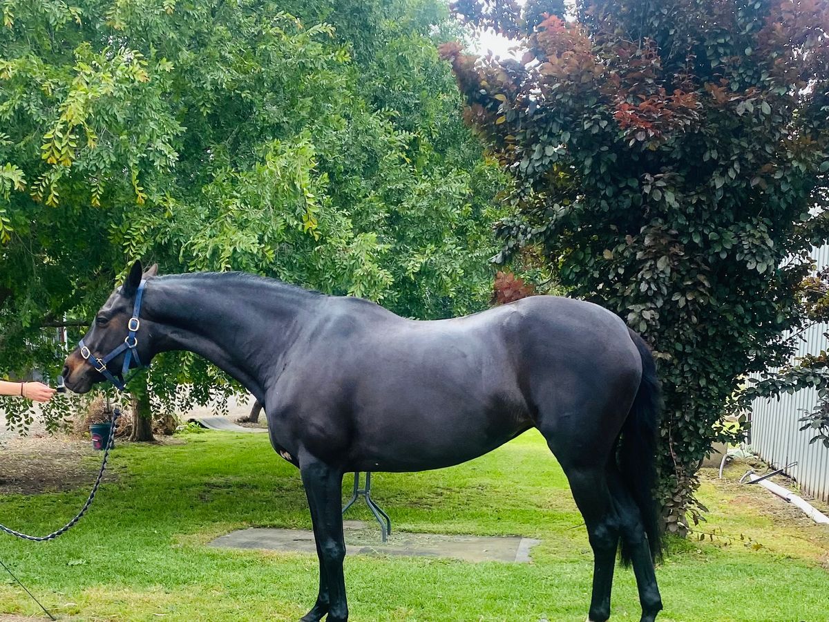 WB Mare — photo 3 of 6