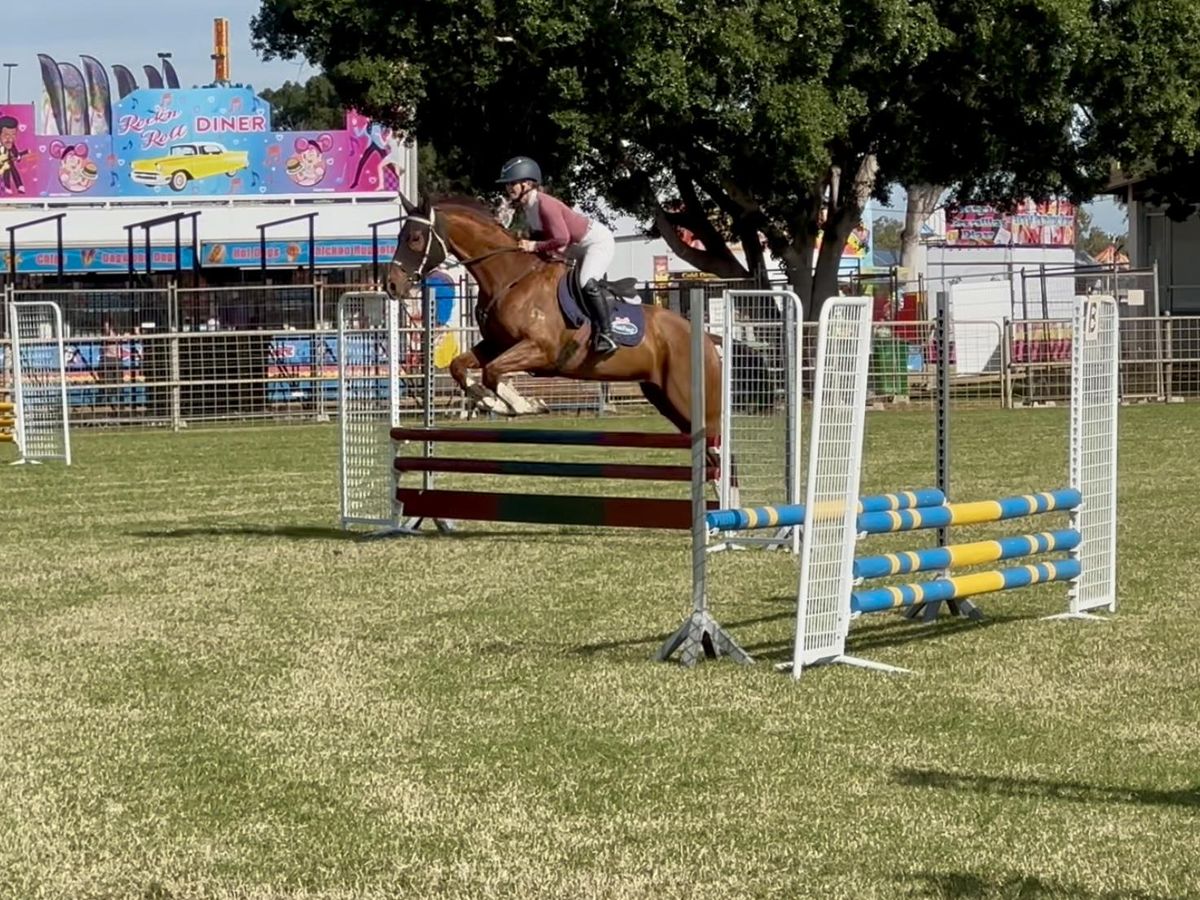 Blingy thoroughbred gelding — photo 2 of 9