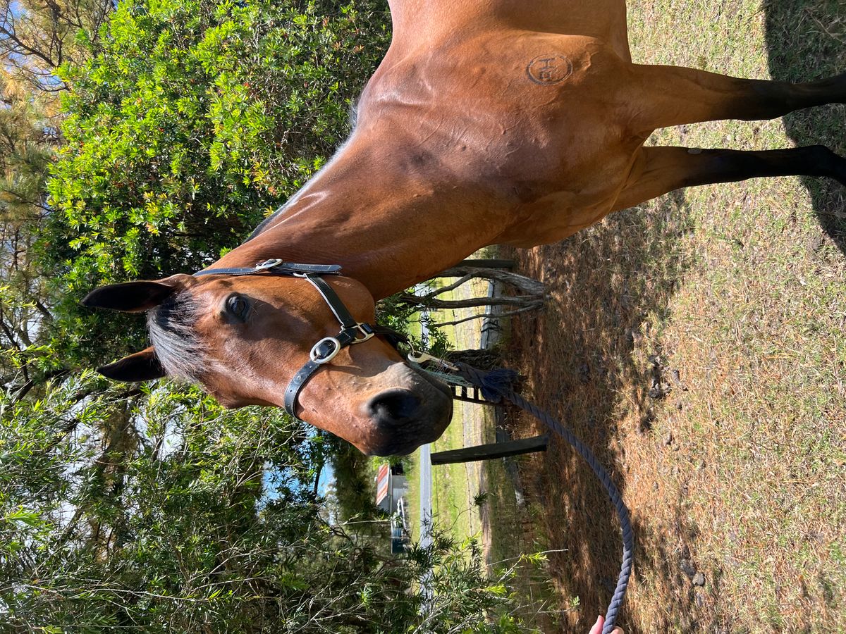 Trail Riding & General Enjoyment — photo 3 of 10