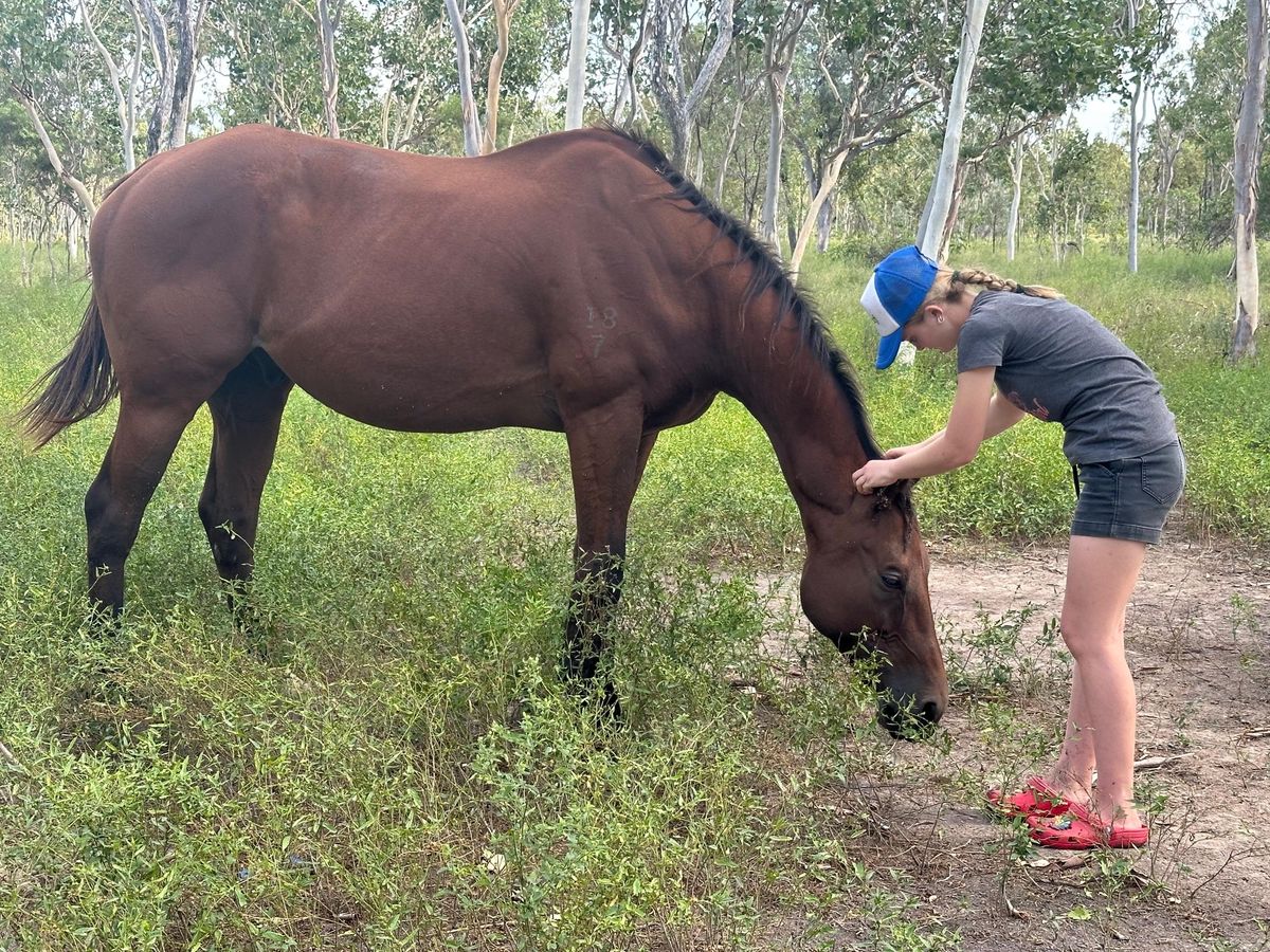 Beautiful solid thoroughbred gelding — photo 3 of 9