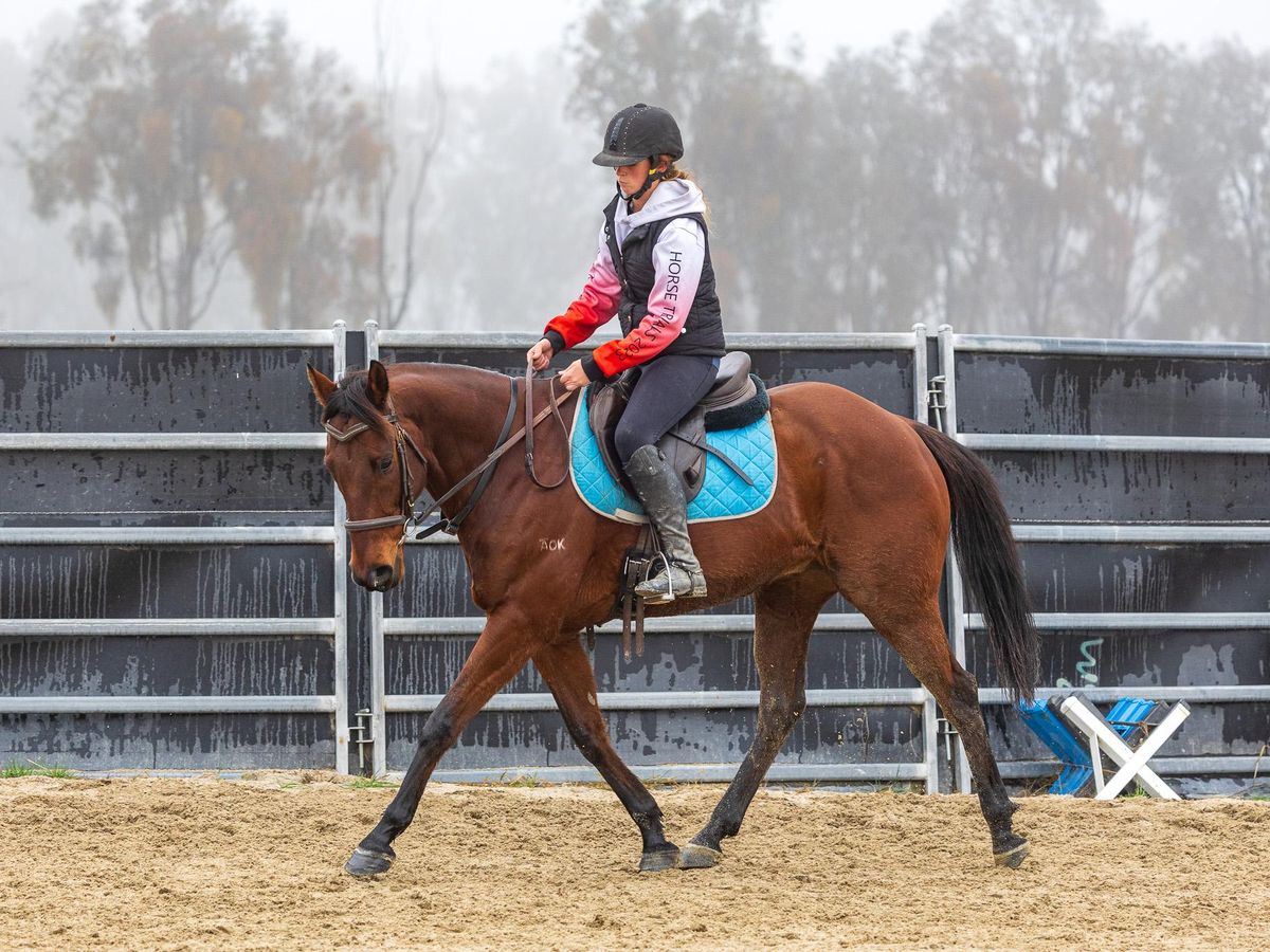 Fun allrounder gelding — photo 2 of 9