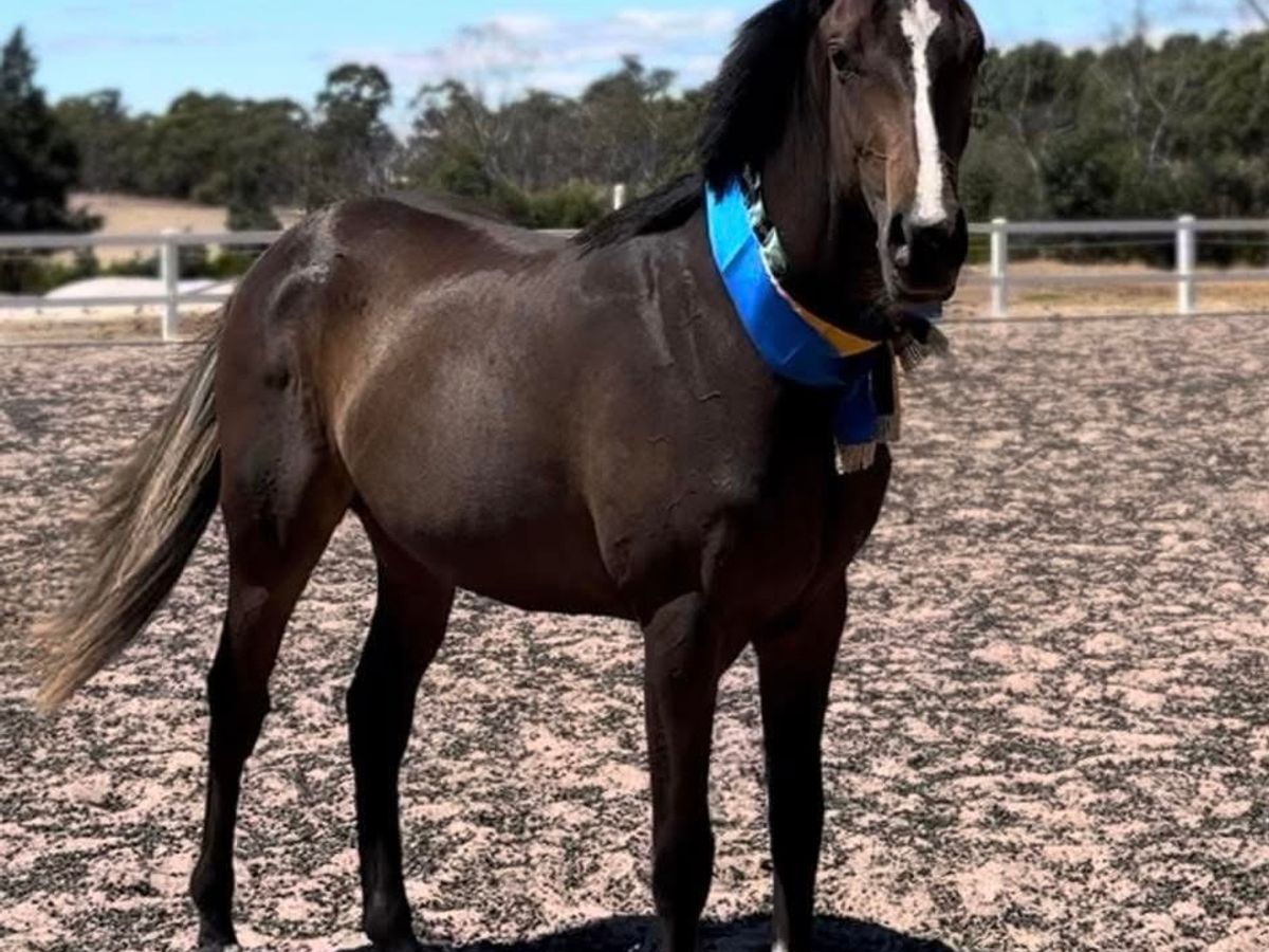 Outstanding 2yo - Suitable for any Discipline — photo 2 of 10