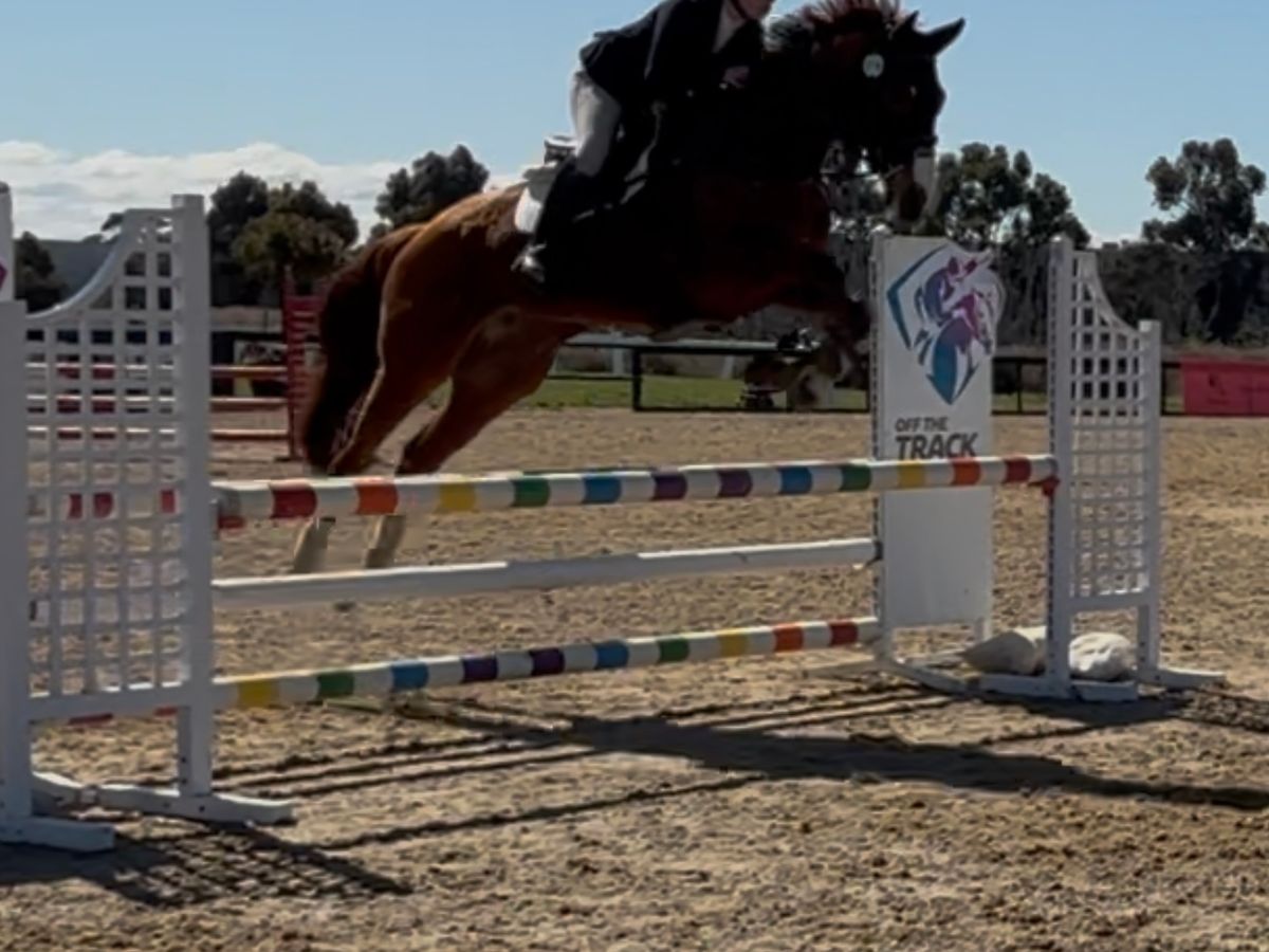 Blingy Talented Mare — photo 3 of 6