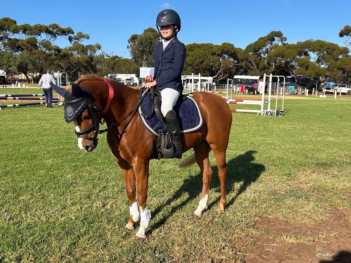 Flashy Show Pony 'Price Reduced' — photo 2 of 10