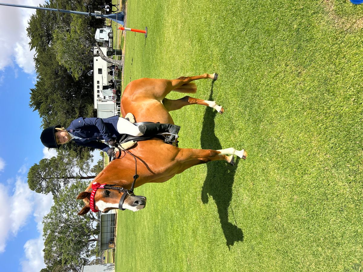 Flashy Show Pony 'Price Reduced' — photo 3 of 10