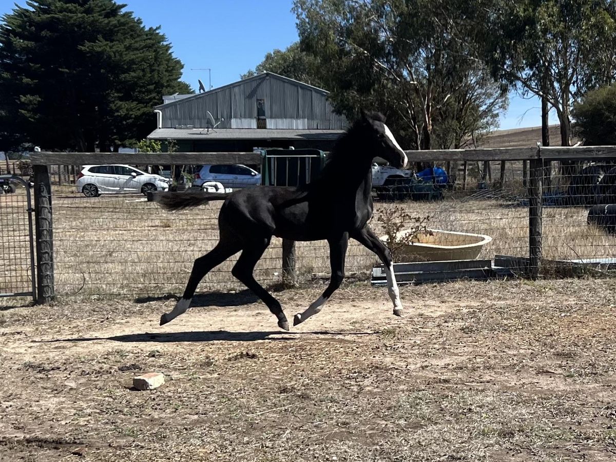 Toto Nation Colt — photo 2 of 10