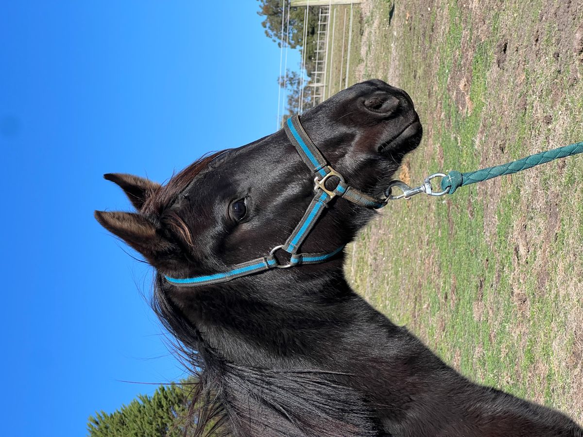 2yo Donier x imported mare by Lord of Loxley — photo 2 of 6