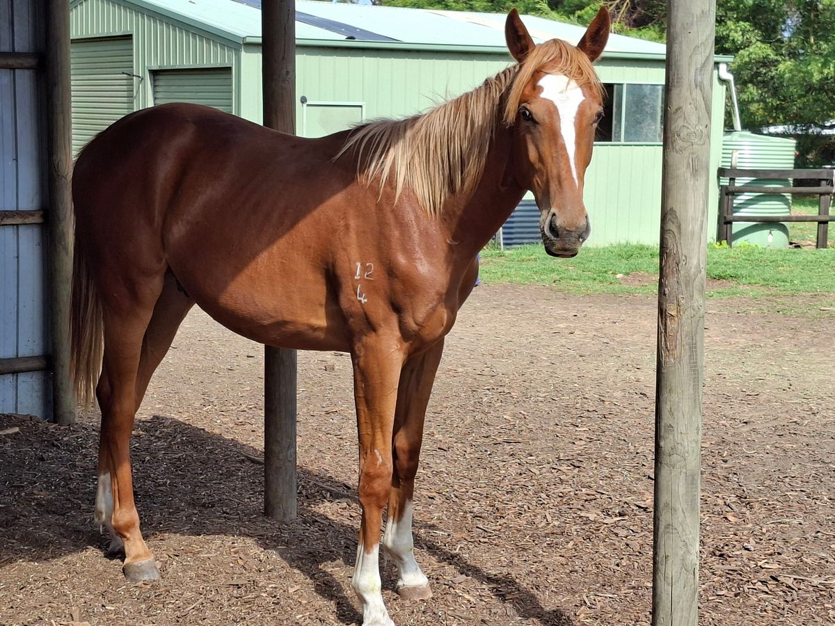 thoroughbred broodmare — photo 3 of 6