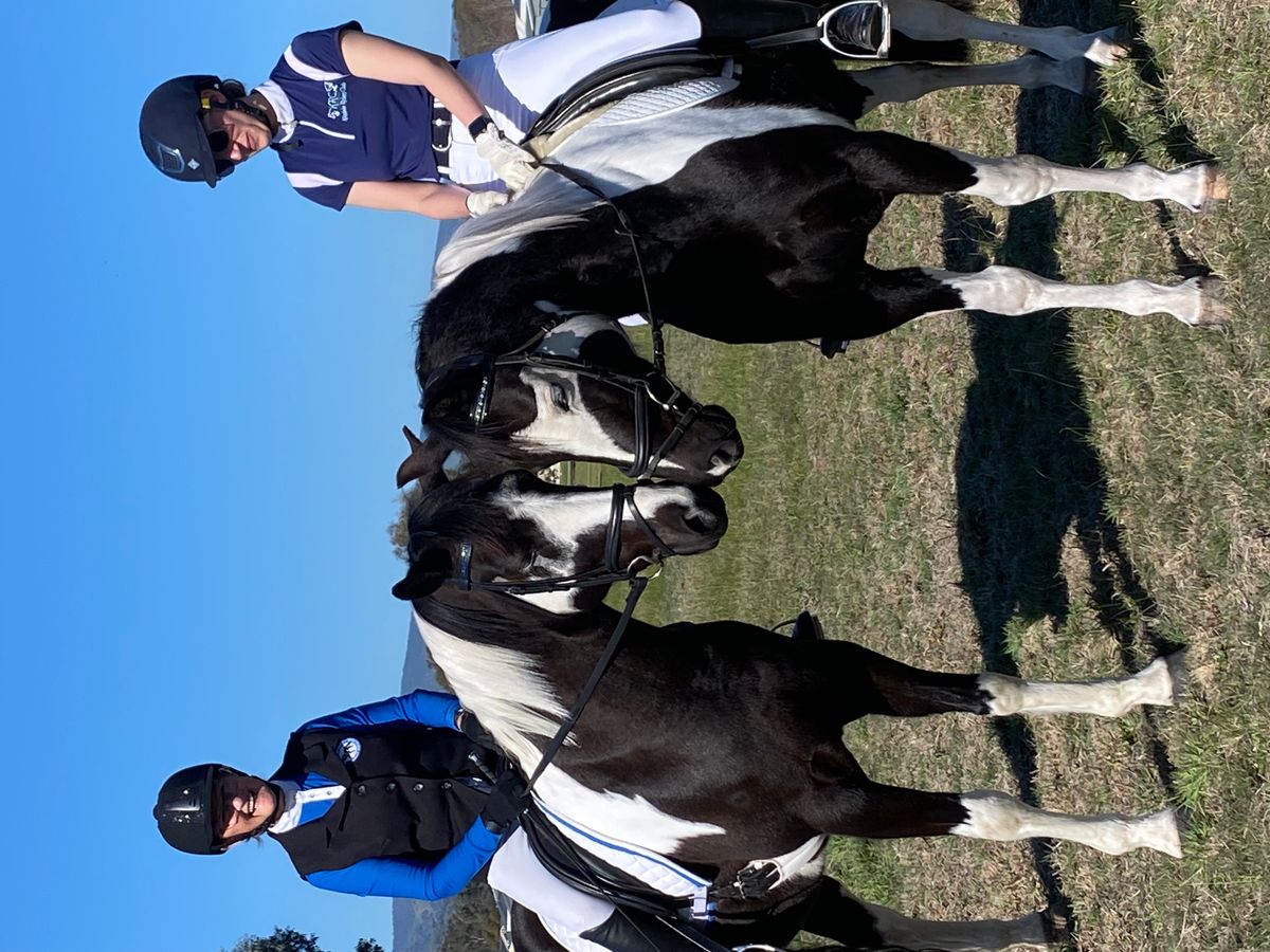 Pinto colt — photo 3 of 10