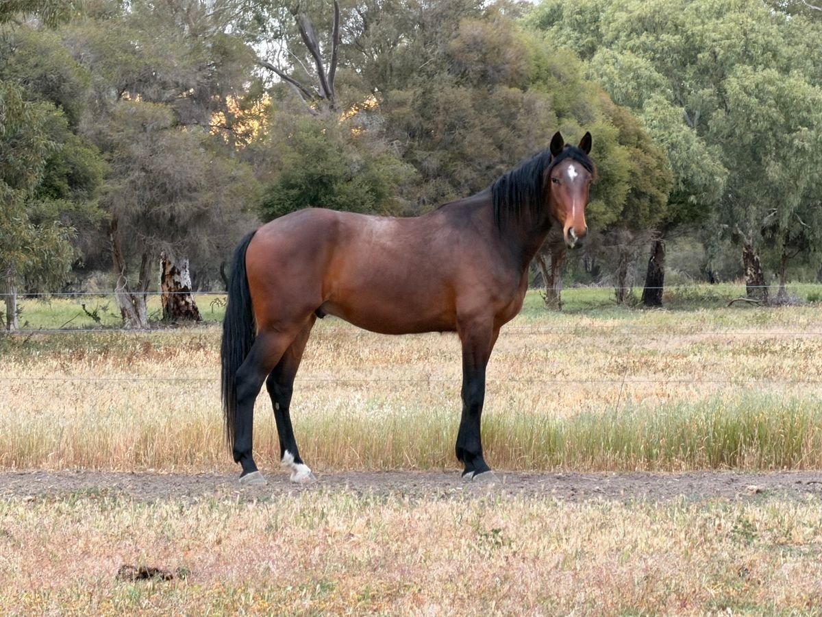 High quality warmblood gelding — photo 2 of 10