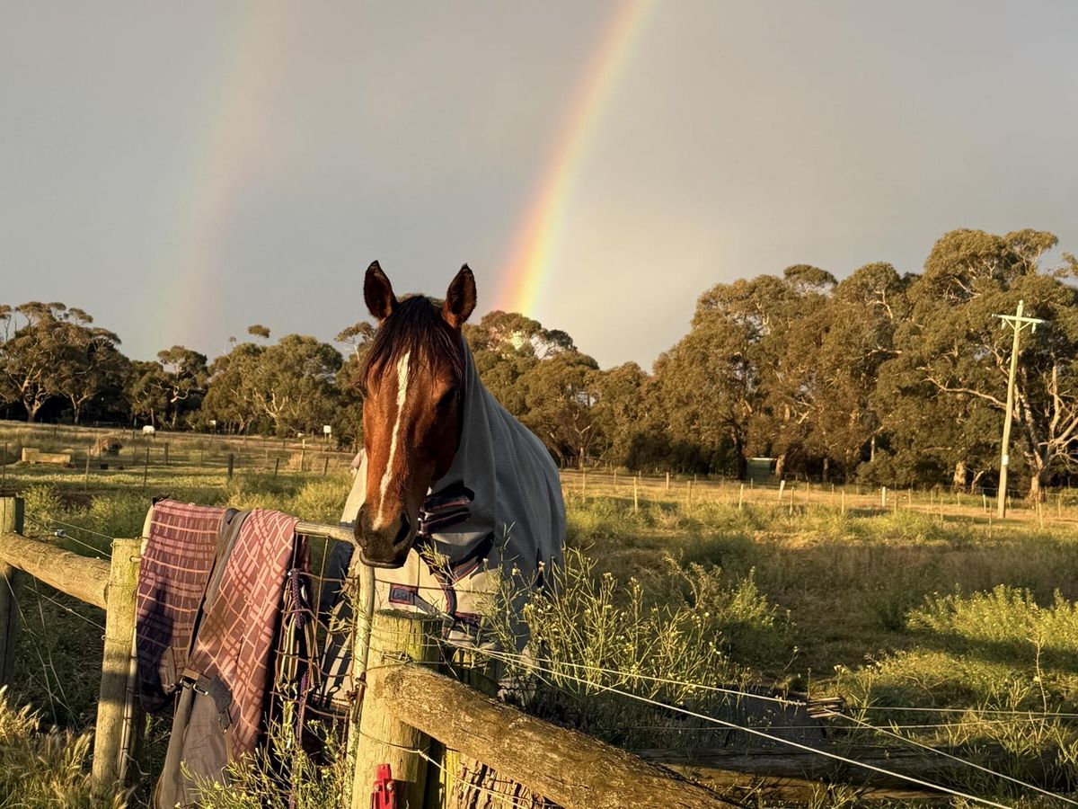 Broodmare or light riding prospect — photo 3 of 10