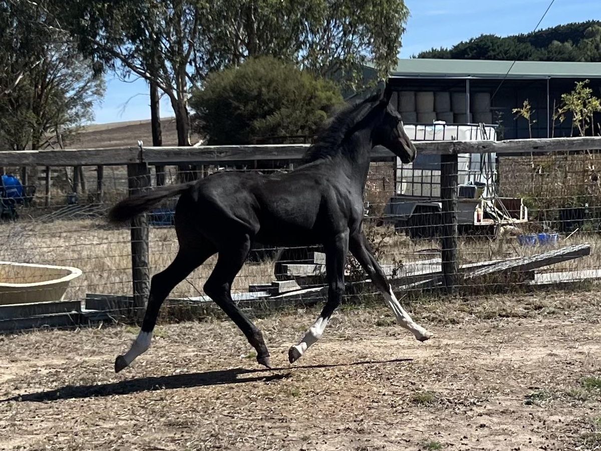 Toto Nation Colt — photo 3 of 10