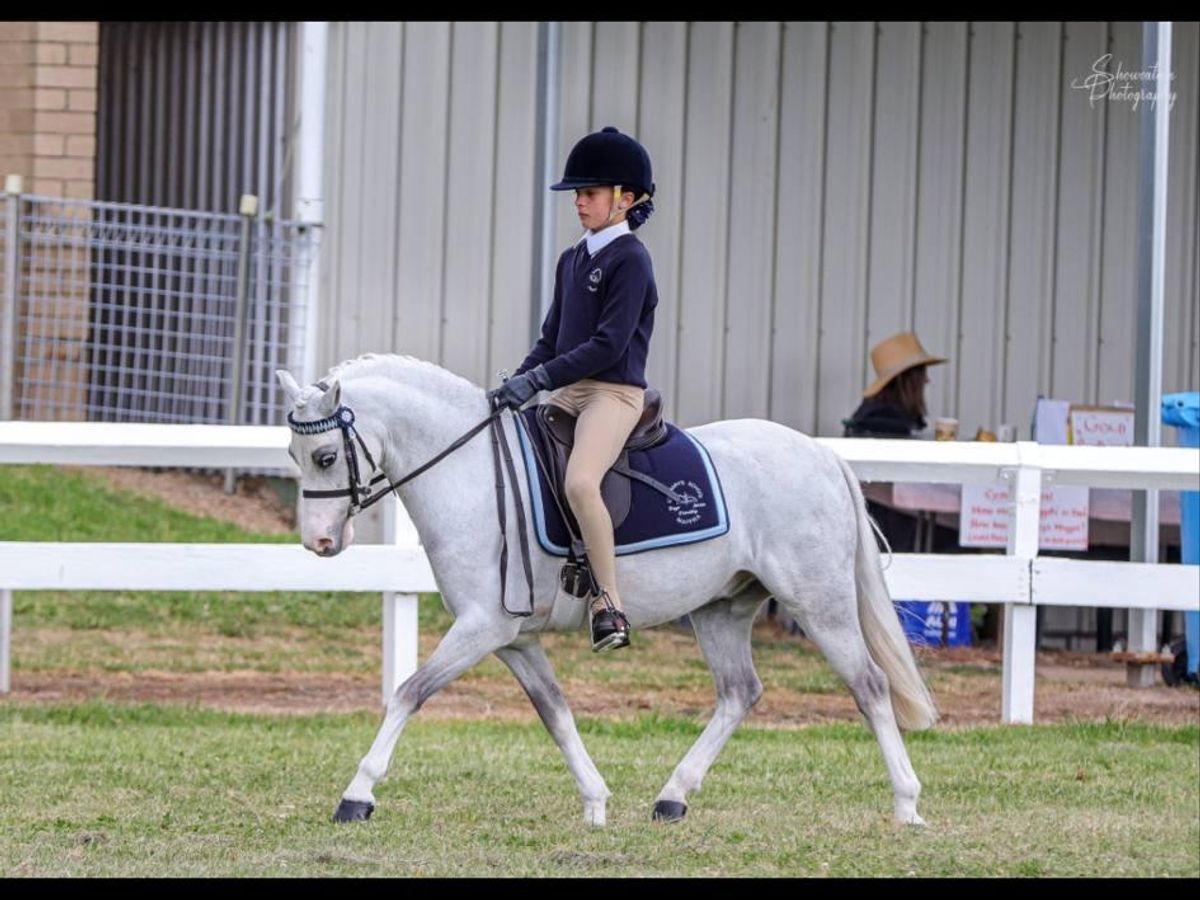 Competitive performance pony — photo 3 of 10