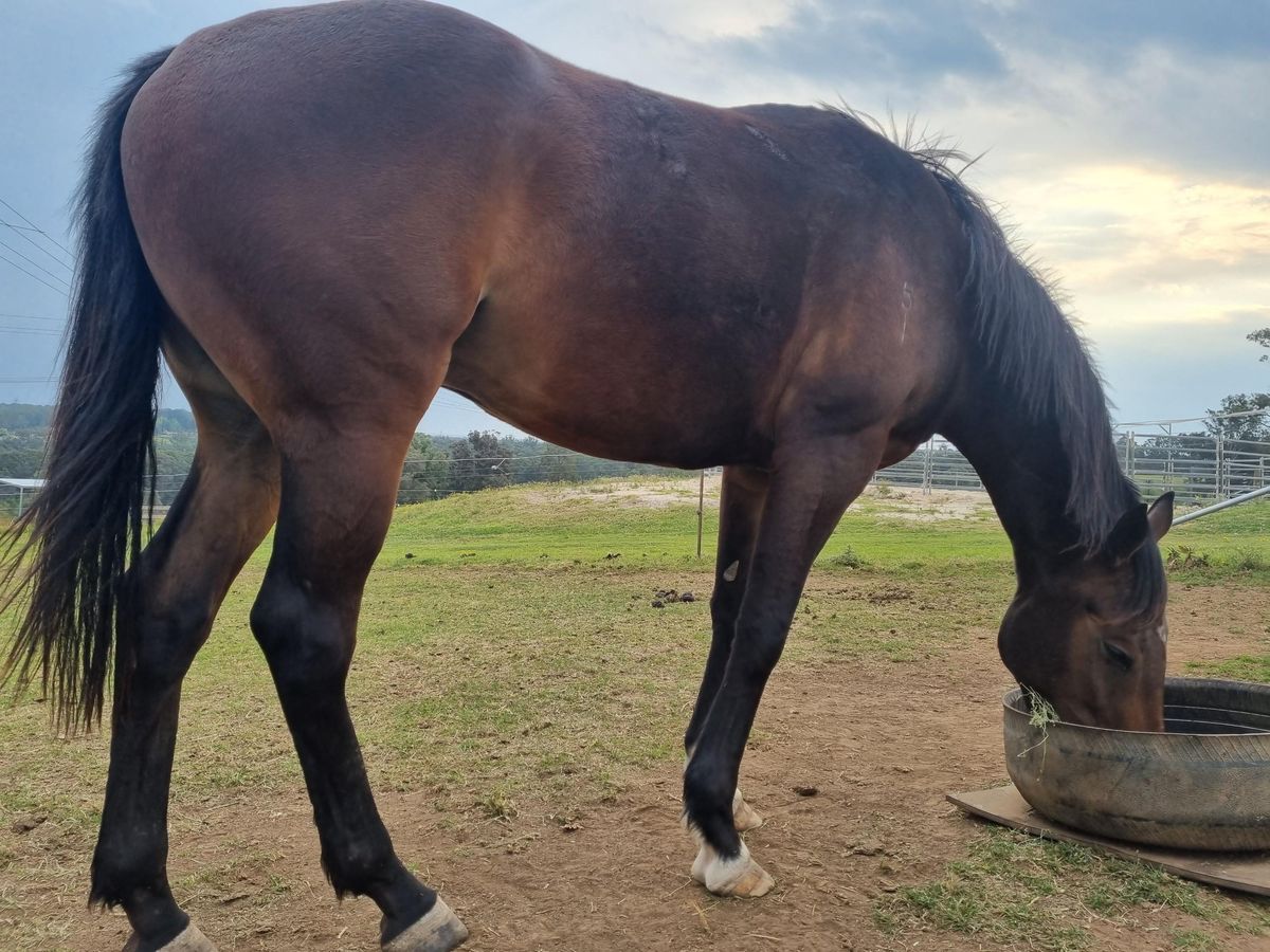 3 year old Gelding. — photo 3 of 10
