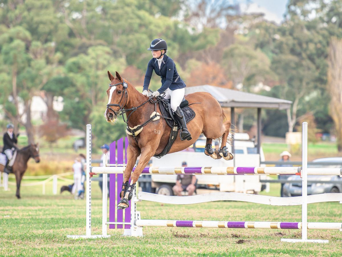 18yo Eventing Schoolmaster — photo 3 of 10