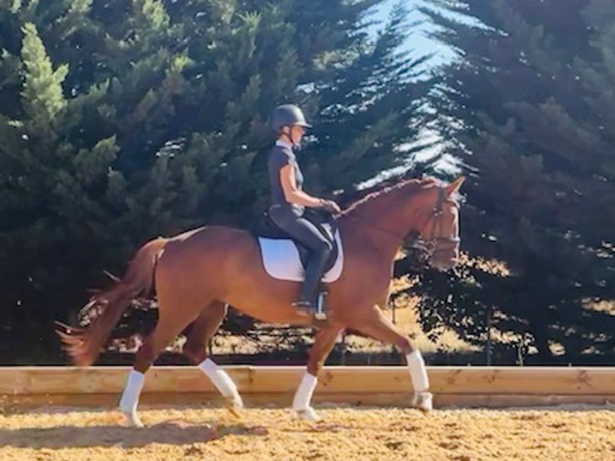 A rare opportunity - Elite 5yo dressasge mare — photo 3 of 8