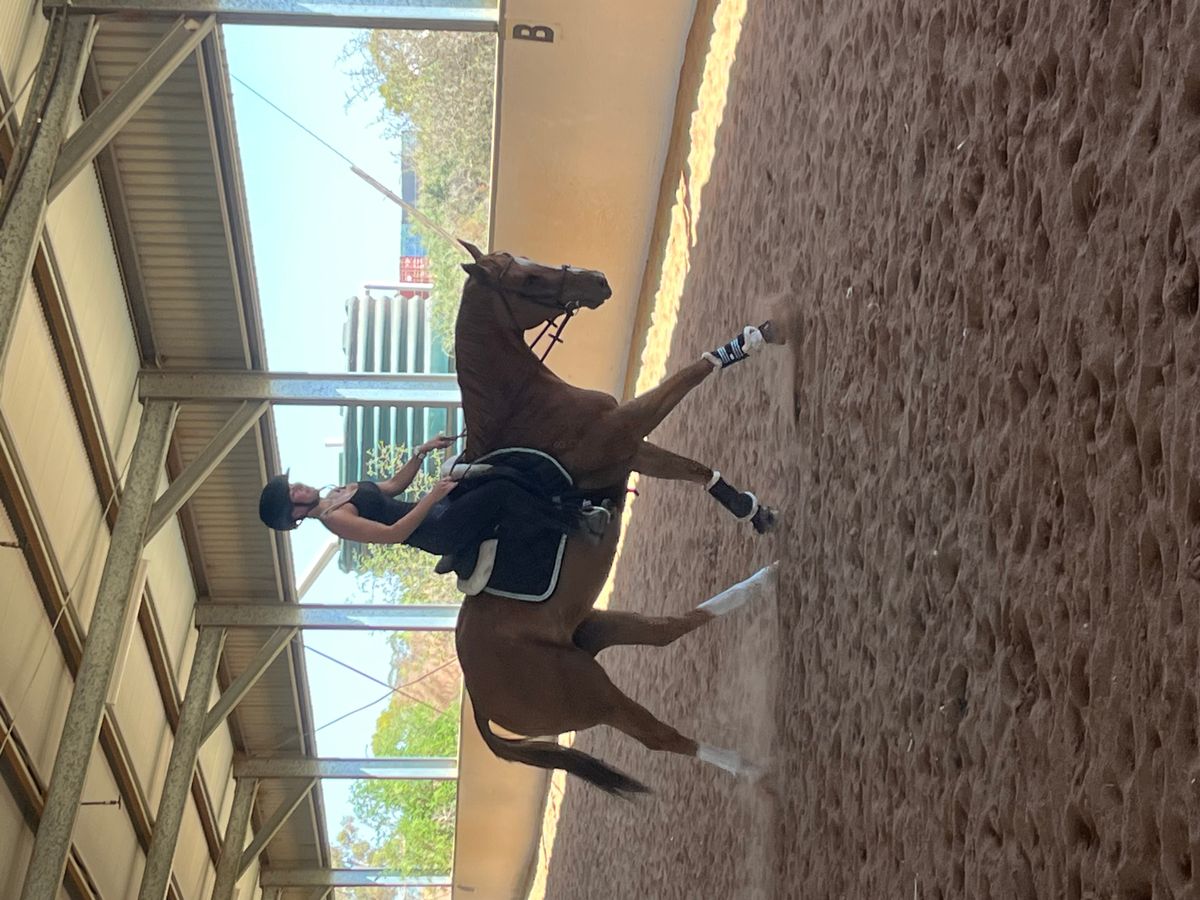 Stunning Show Prospect — photo 2 of 10