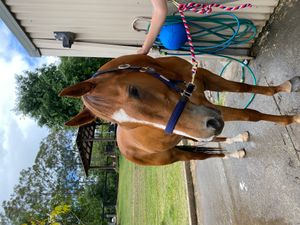 Project/Showjumping Prospect — photo 3 of 3