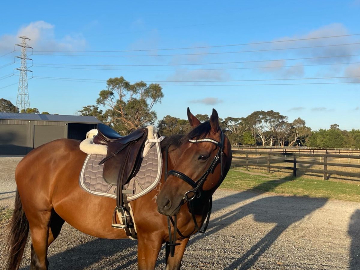 Goober  16hh, 11yo Gelding  Project Horse — photo 2 of 10