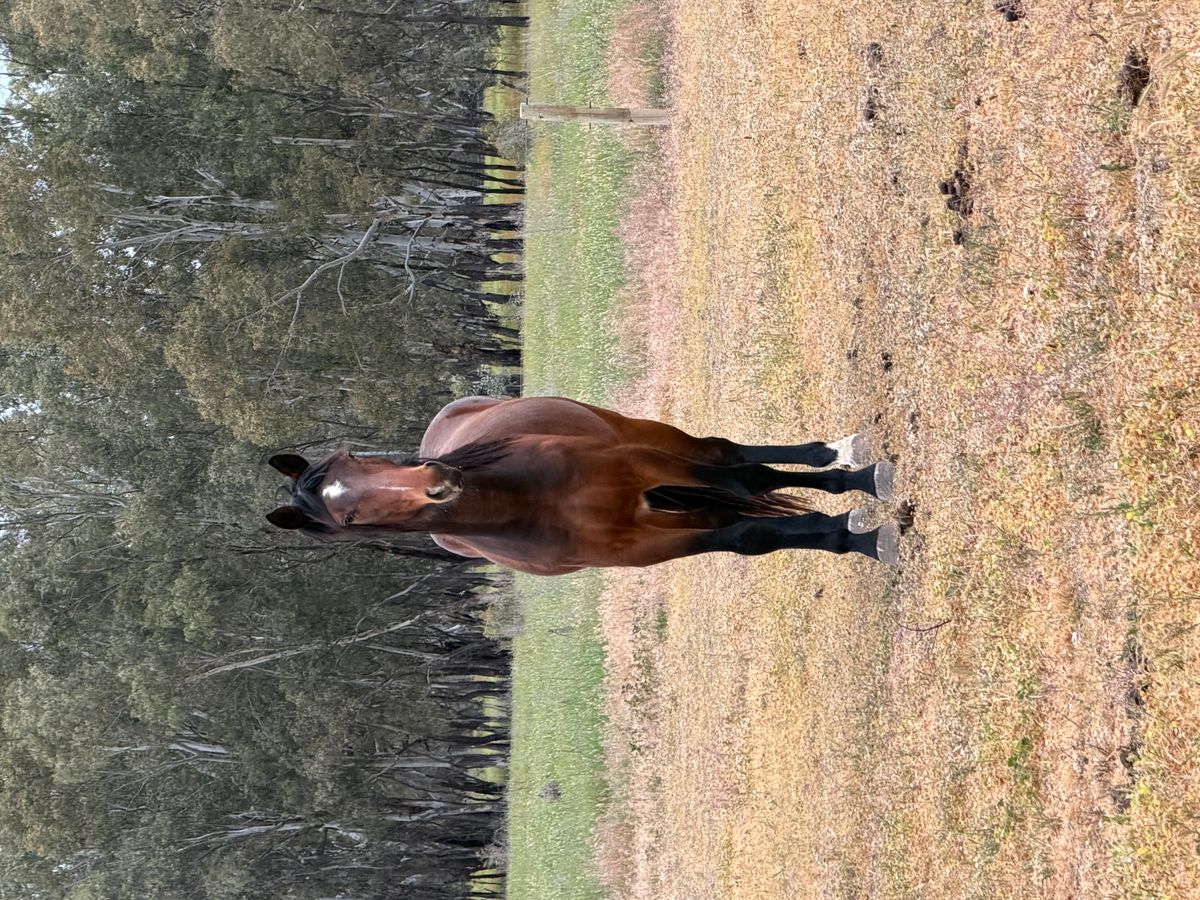 High quality warmblood gelding — photo 3 of 10