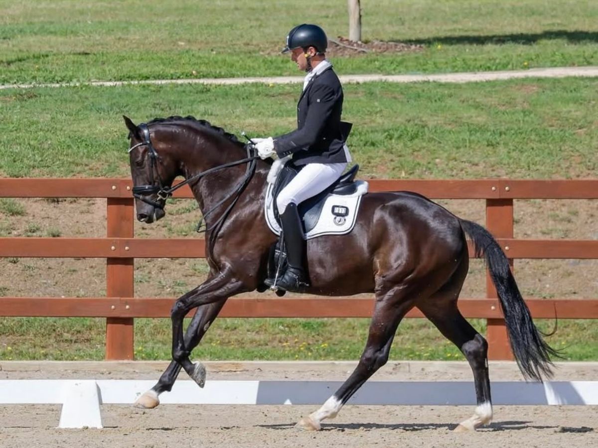 Talented , Quality WB Gelding — photo 2 of 10