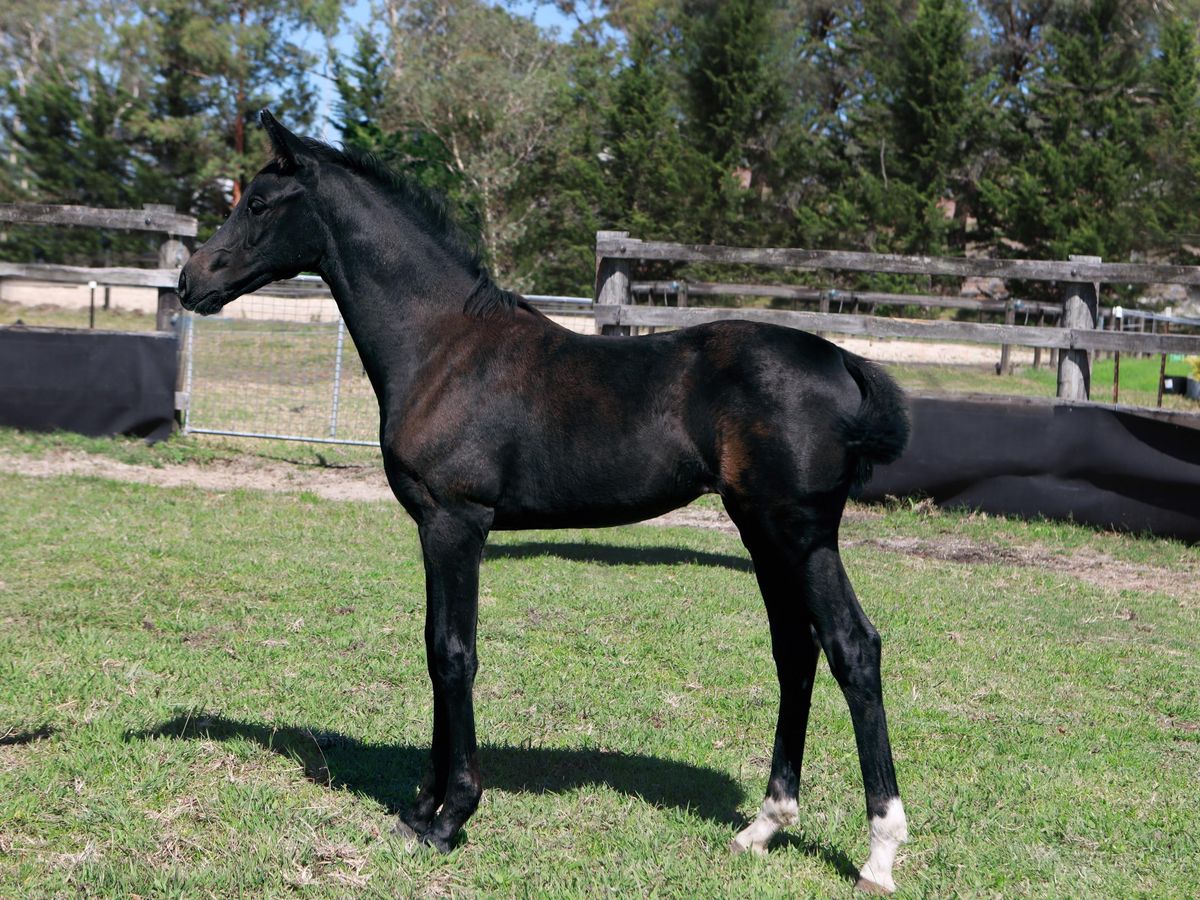 Stunning Jagger x Revolution Filly — photo 2 of 10