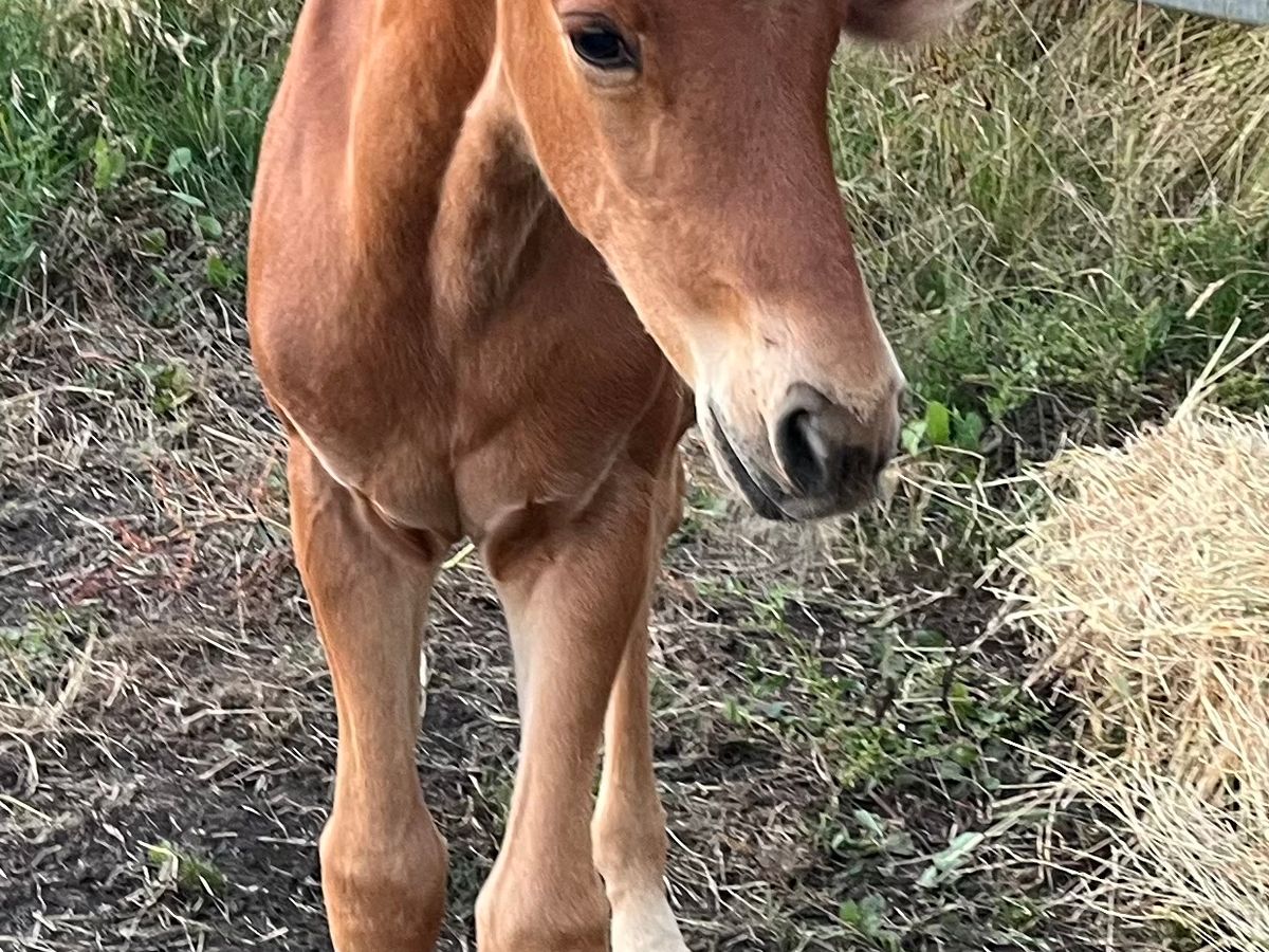 Broodmare with 2mnth old colt foal at foot — photo 2 of 6