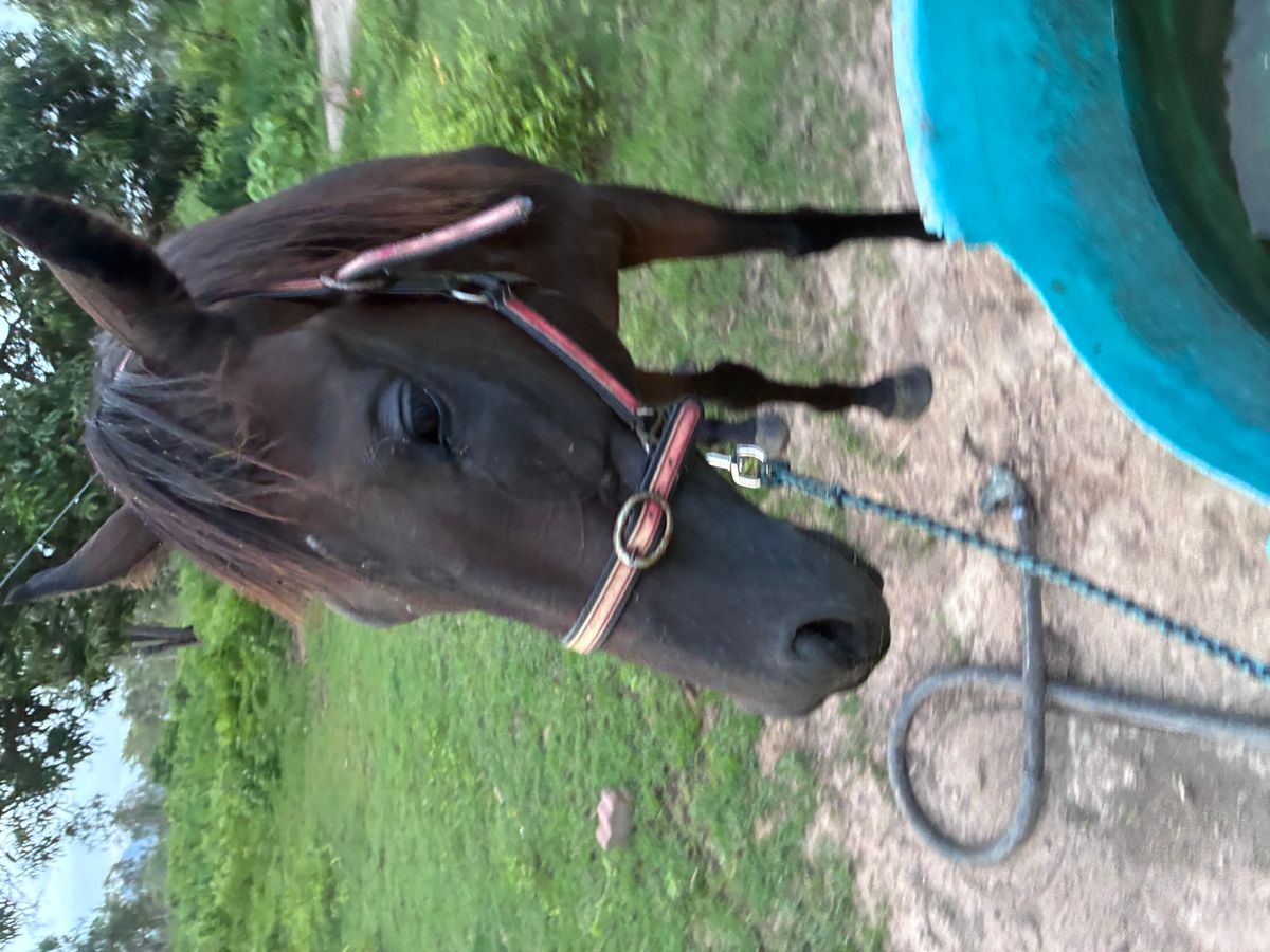 OTT Gelding — photo 2 of 6