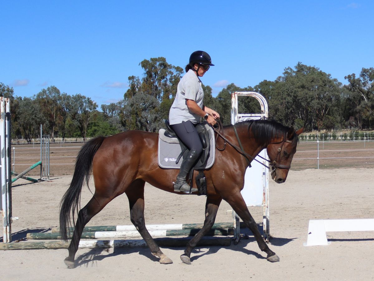 Educated mare ready to go out and about — photo 2 of 10