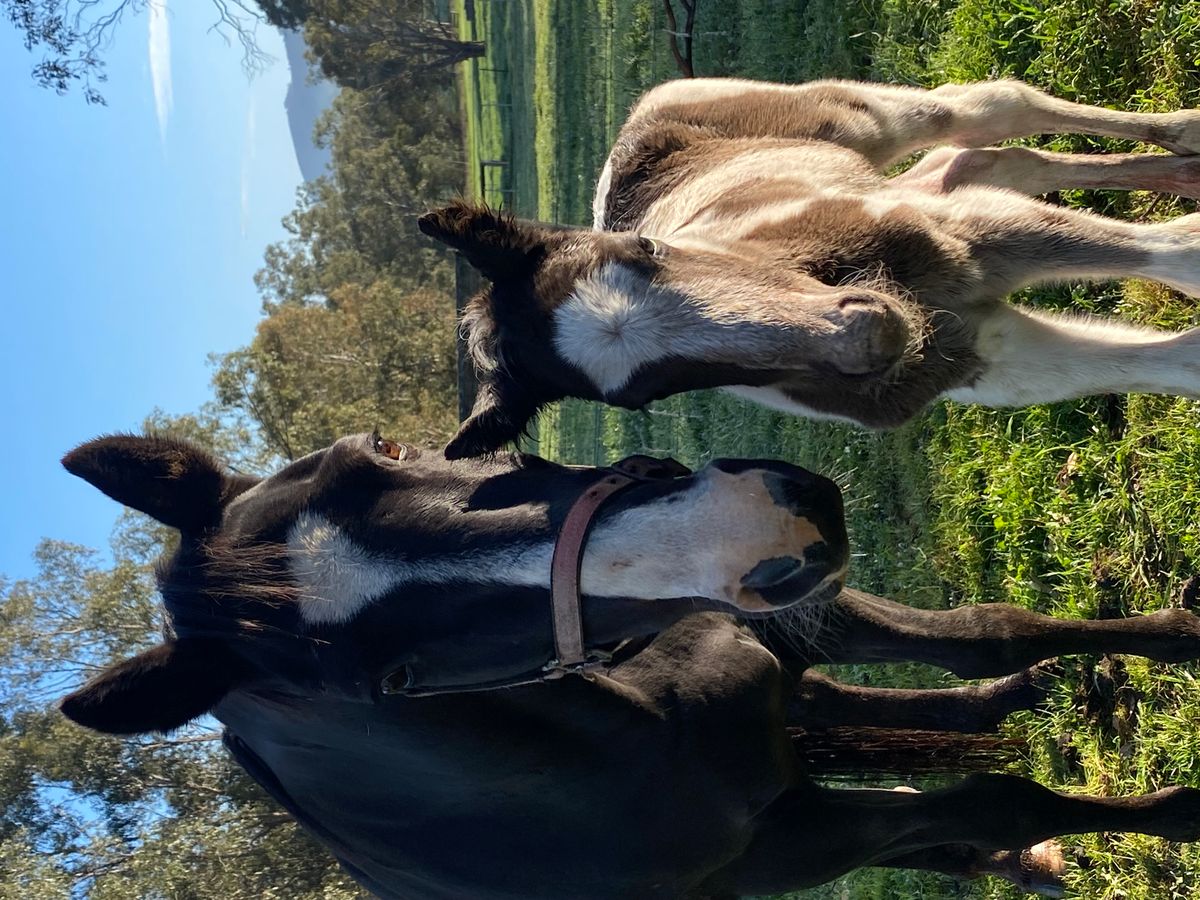Pinto colt — photo 2 of 10