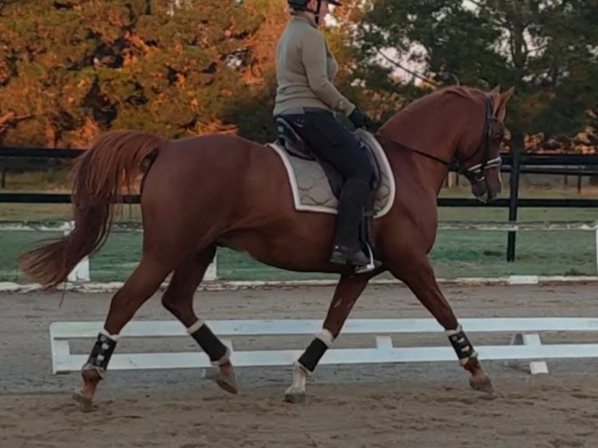 Breed or Ride — photo 3 of 10