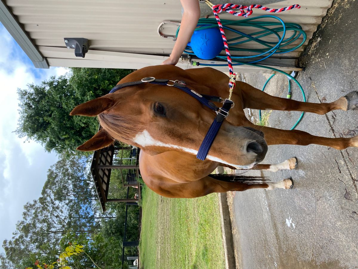 Project/Showjumping Prospect — photo 2 of 3