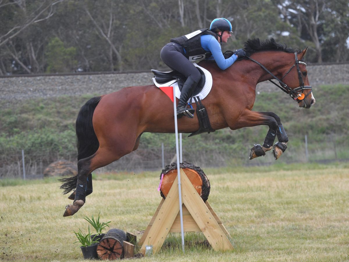 Stunning WB Eventer — photo 3 of 10