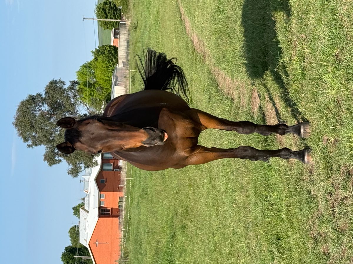 TB gelding — photo 2 of 6