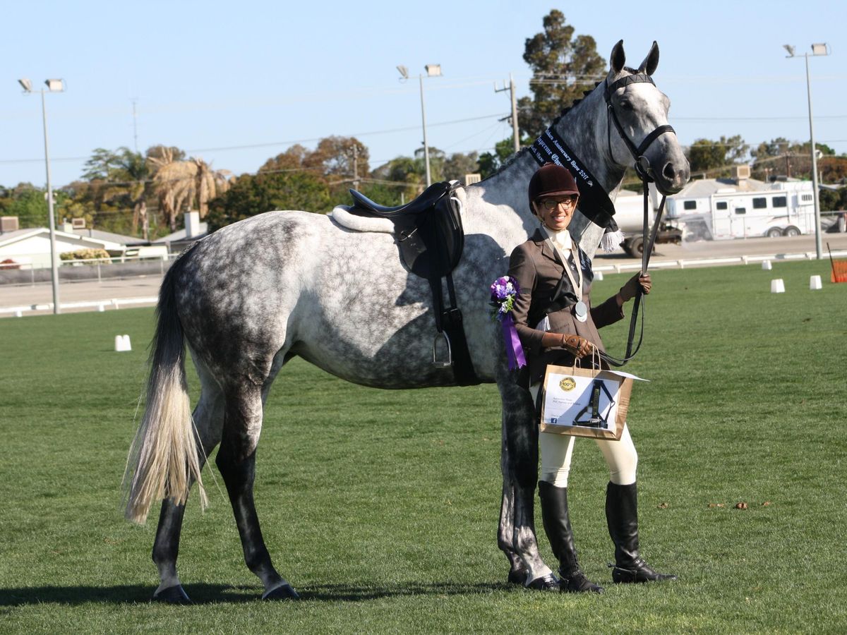 17.1hh AWHA broodmare — photo 3 of 10