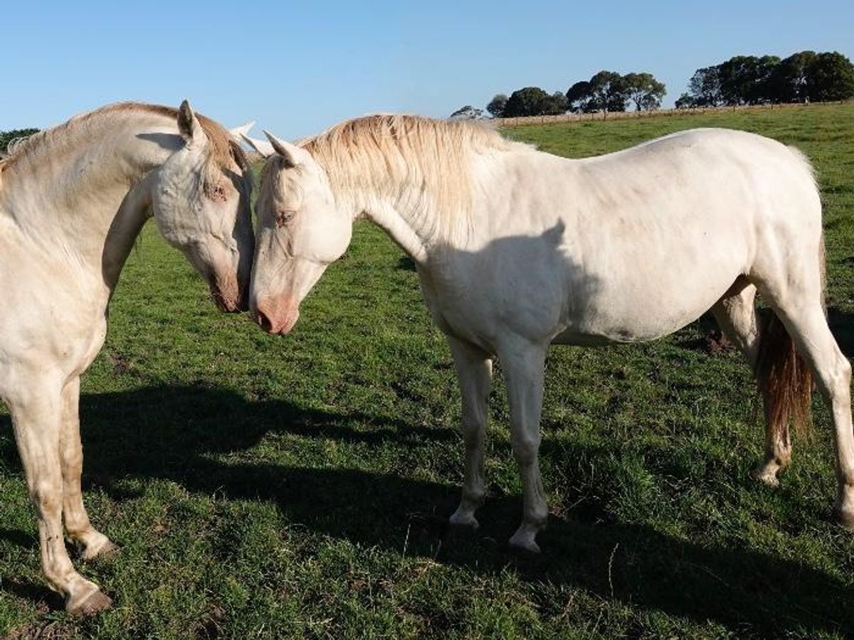 Rare Offering - Cream Pearl mare by imp. PSP sire — photo 3 of 10