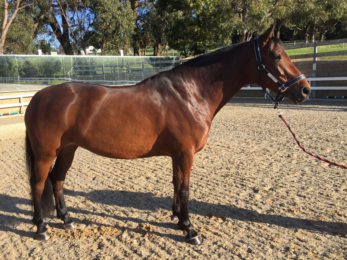 2yo Donier x imported mare by Lord of Loxley — photo 3 of 6