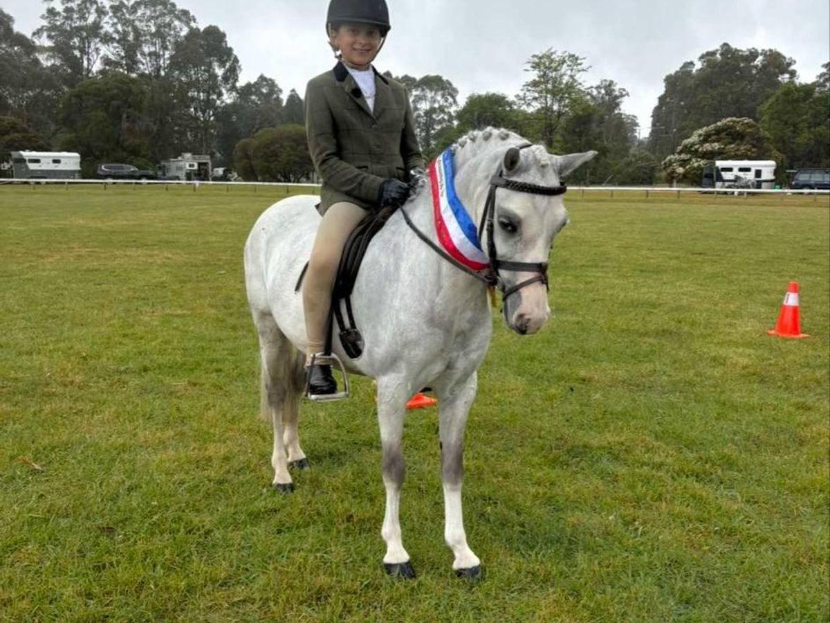 Competitive performance pony — photo 2 of 10