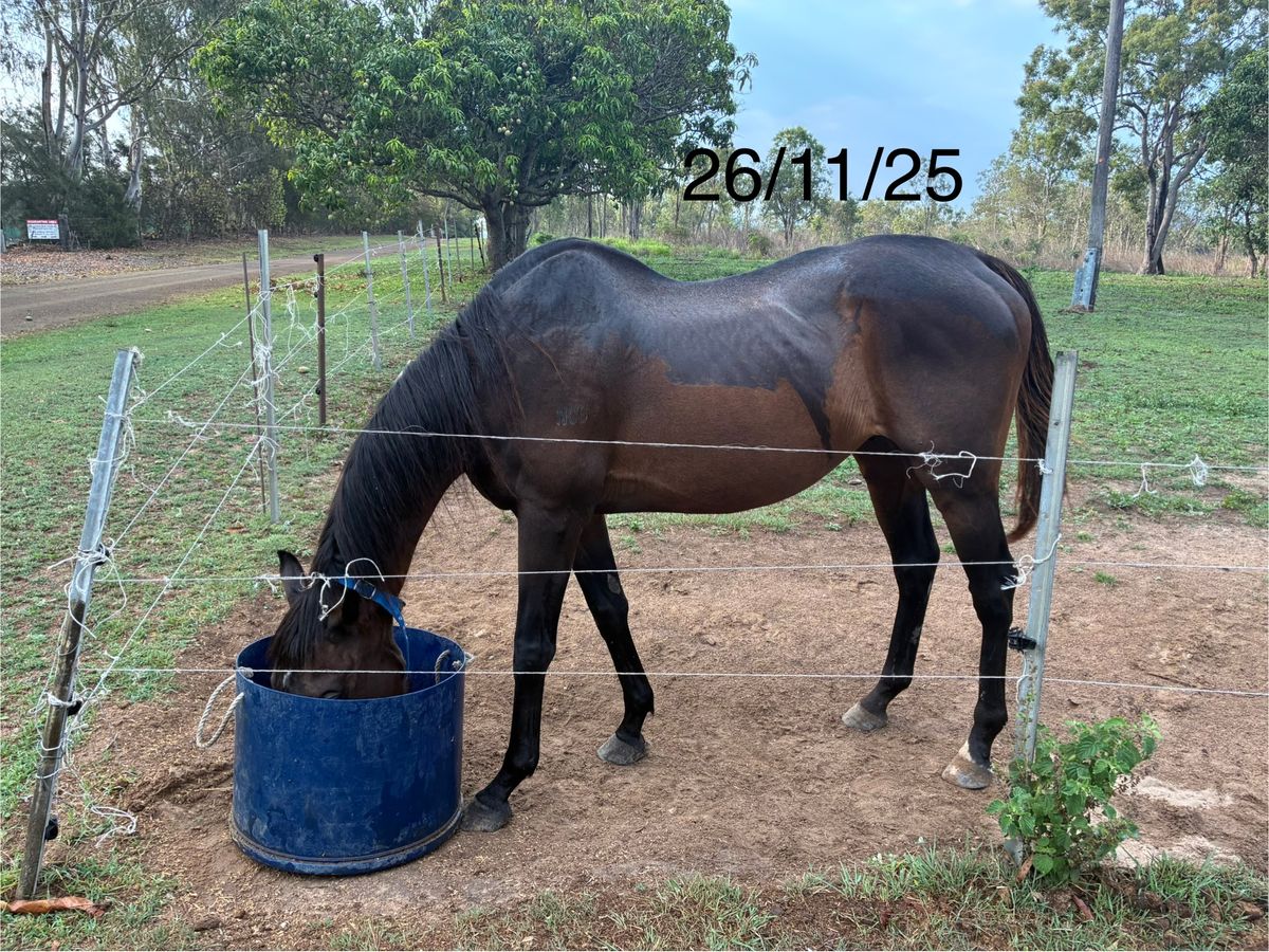 OTT Gelding — photo 3 of 6
