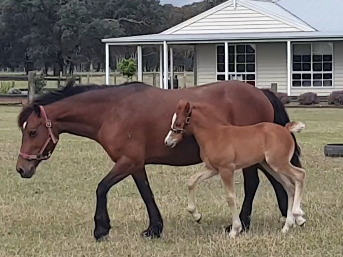 Welsh D Bay broodmare 14.1hh — photo 2 of 10