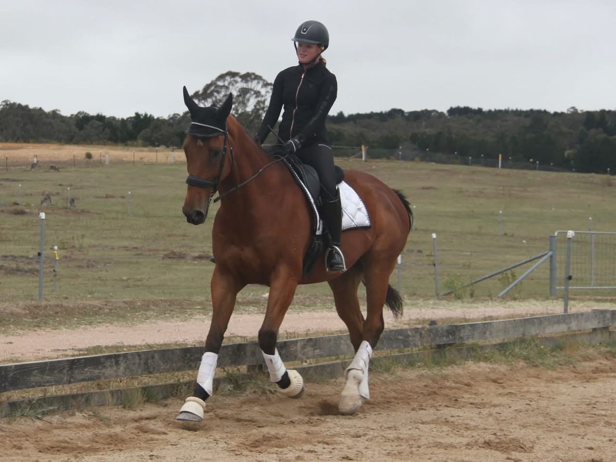 Perfect Interschool/Pony Club Allrounder — photo 3 of 10