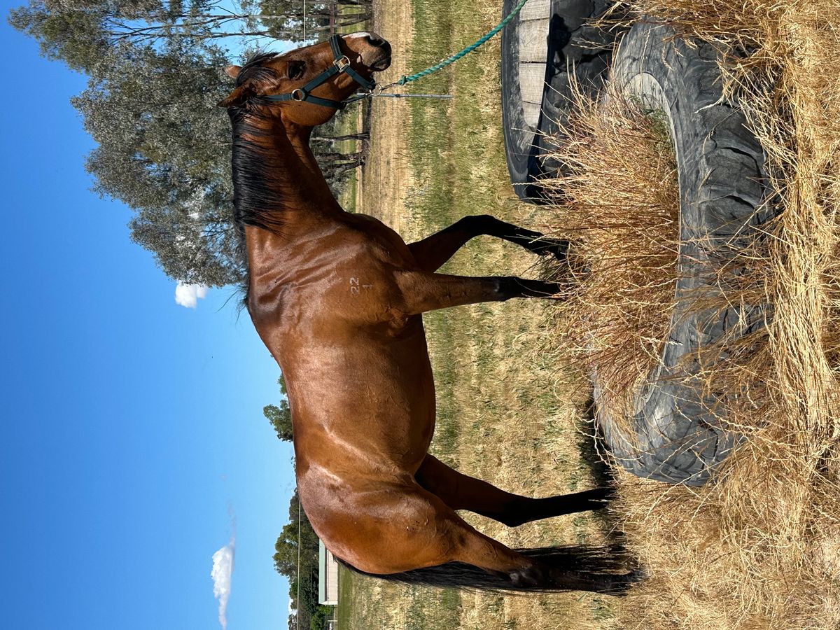 Thoroughbred Mare