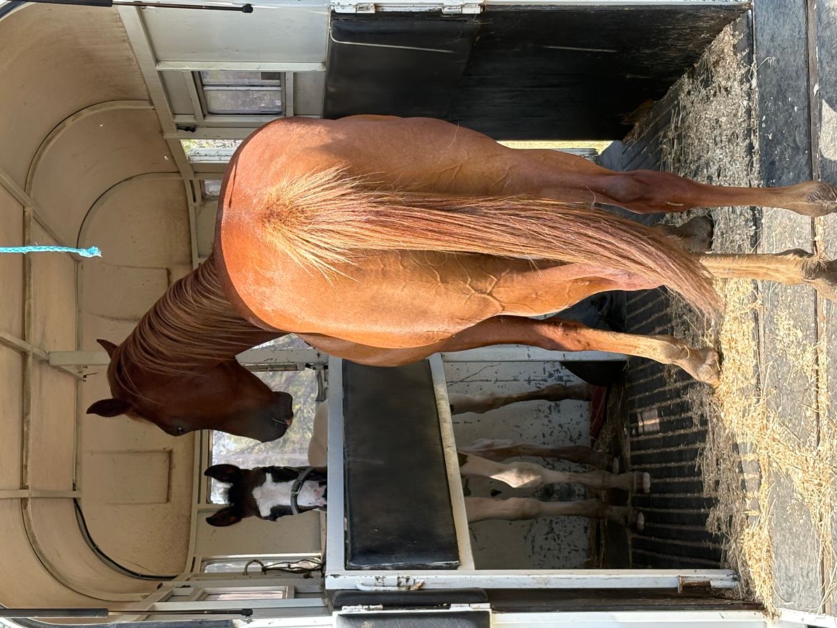Arabian x QH x Paint — photo 3 of 10