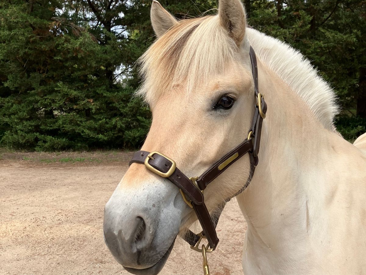 Fjord Horse Filly — photo 2 of 6