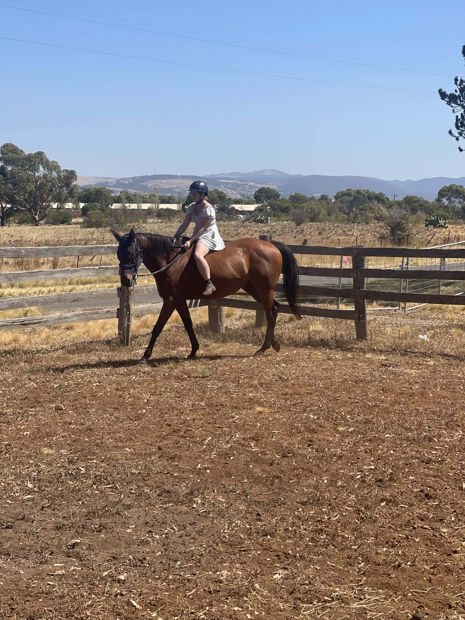 Buy Horses — Thoroughbred (photo 4)