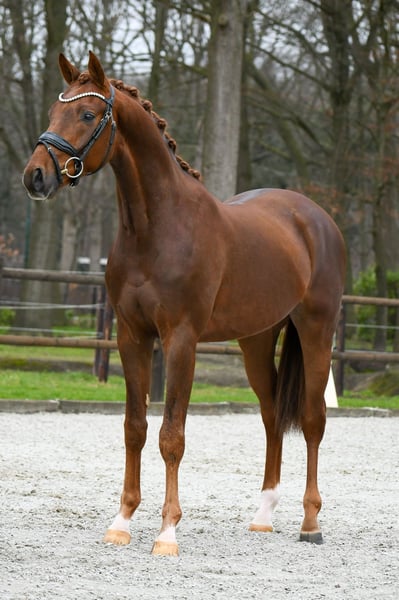 Testfaye A rough but incredibly sweet mare — photo 2 of 3